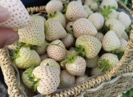 白草莓有哪些品种？为什么白草莓这么贵