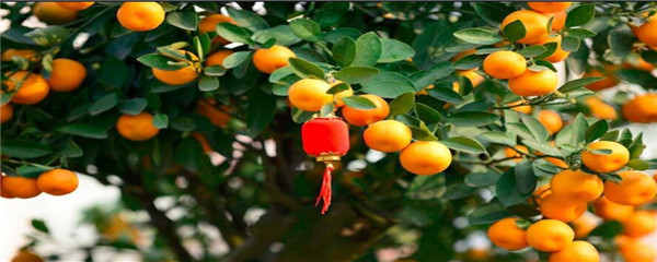 金桔的栽培技术_金桔种植方法和注意事项_金橘的种植技术