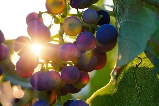 葡萄园里的葡萄是怎样来去避暑的呢？