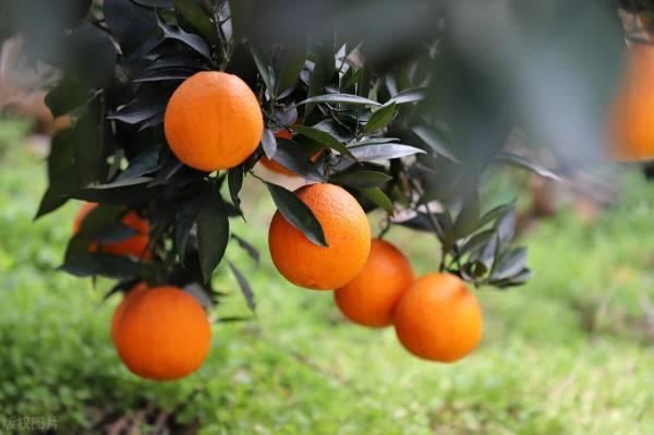 怎样保存橙子才能放的更久_橙子如果保存时间长_橙子保存几天不坏