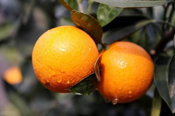 橙子保存几天不坏_怎样保存橙子才能放的更久_橙子如果保存时间长