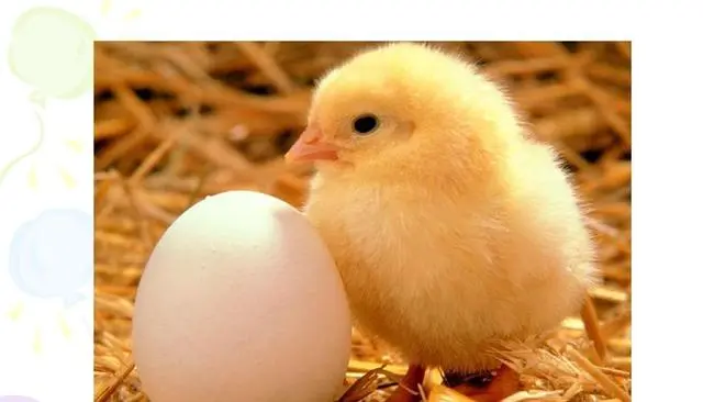 公鸡会下蛋的_公鸡下蛋是否有科学依据_公鸡会不会下蛋