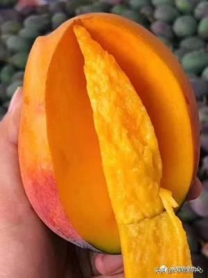 冰糖橙一般是秋冬10月中下旬的当季水果对吗_冰糖橙什么季节最好吃_冰糖橙几月份结束