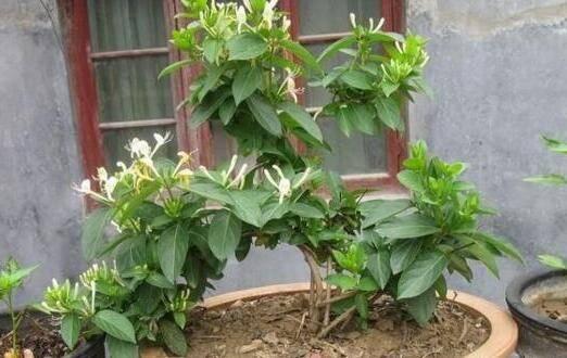 盆栽种植金银花的方法_金银花怎么种植盆栽_盆栽种植金银花好吗