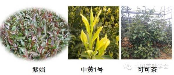 茶树种类介绍_茶树种类及代表茶叶_茶树的种类