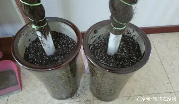 绿萝柱能养多长时间_绿萝柱种植_绿萝柱如何养殖