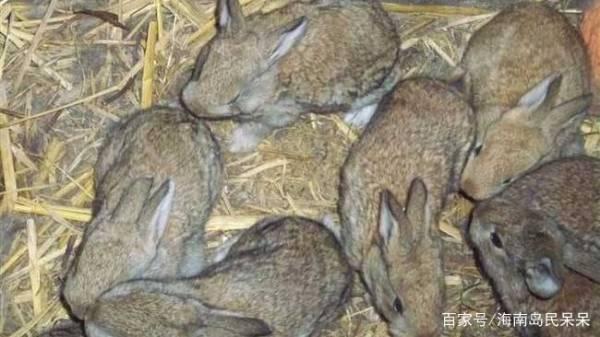 野兔养殖方法_养殖野兔方法吗有哪些_如何养殖野兔