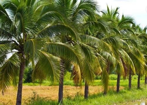 椰子树种植环境要求_椰子树种多久才结果_怎么种椰子树
