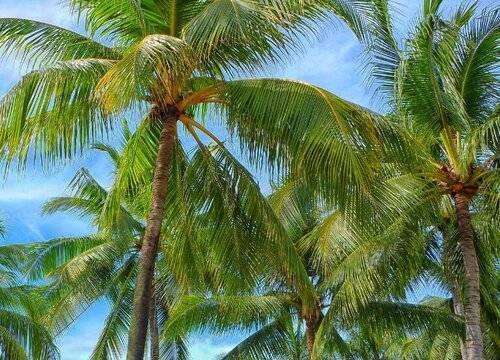 椰子树种多久才结果_椰子树种植环境要求_怎么种椰子树