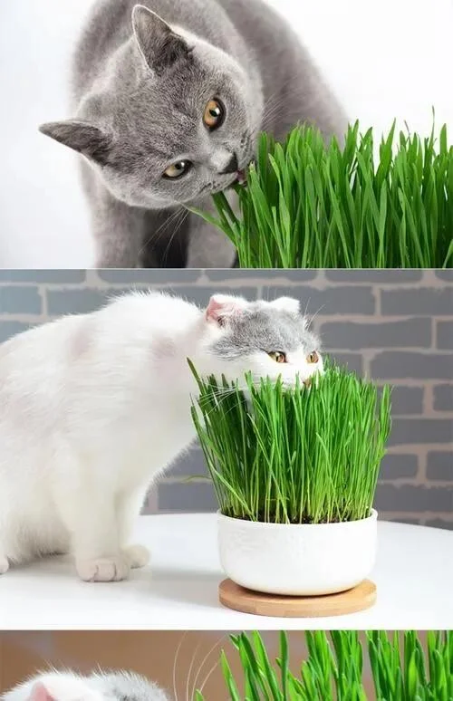 猫草是什么植物的种子？其实是一类植物的统称