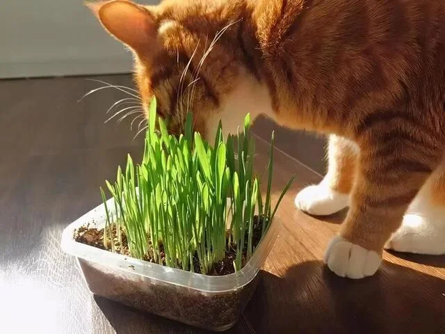 猫草是什么植物的种子？其实是一类植物的统称