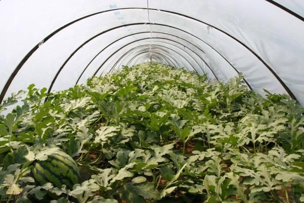 大棚西瓜的种植方法_西瓜大棚种植技术_西瓜大棚种植方法图解
