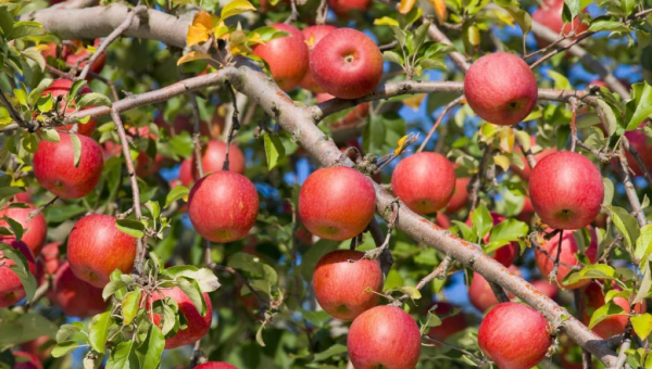 苹果怎么储存和保鲜_保鲜苹果储存温度多少_保鲜苹果储存多久