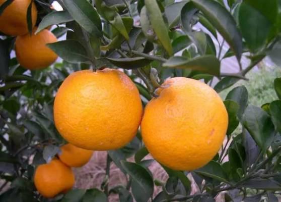 橘子桔子的区别百科_桔子和橘子有什么区别_桔子与橘子有何区别