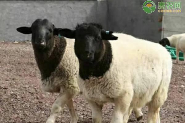 哪个品种羊的养殖经济效益好_什么品种的羊好养_养什么品种的羊效益好