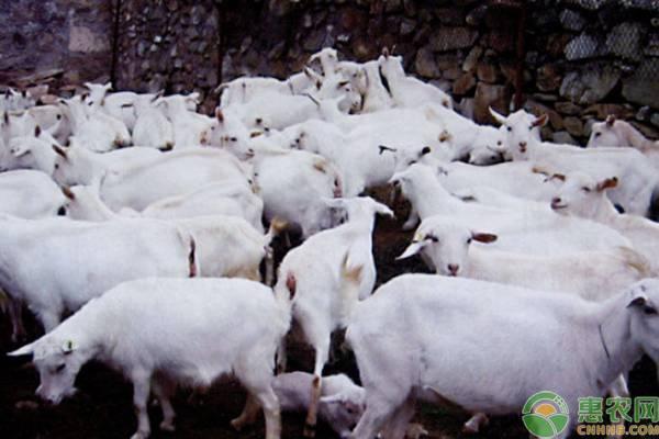 什么品种的羊好养_养什么品种的羊效益好_哪个品种羊的养殖经济效益好