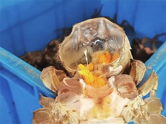 青岛螃蟹几月份最肥_青岛几月份吃螃蟹_几月份的青岛蟹子最肥