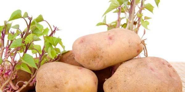土豆发芽保存发绿怎么回事_土豆怎么保存不发芽不发绿_土豆发芽保存发绿还能吃吗
