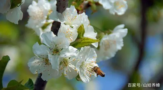 蜜蜂繁殖要多少天_蜜蜂繁殖过程_蜜蜂如何繁殖