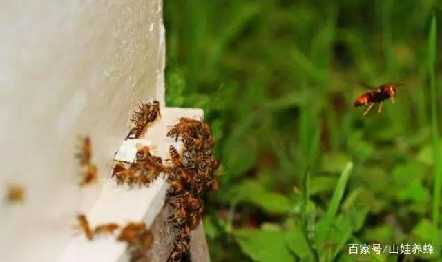 蜜蜂繁殖要多少天_蜜蜂如何繁殖_蜜蜂繁殖过程