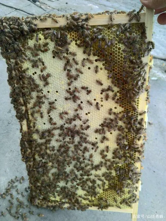 蜜蜂繁殖过程_蜜蜂如何繁殖_蜜蜂繁殖要多少天
