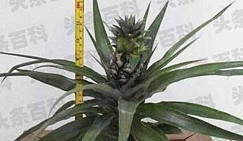 菠萝如何养植_菠萝的栽植与养护_菠萝养殖方法