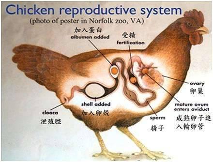 鸡受精是体内受精吗_鸡受精是什么过程视频_鸡是如何受精的