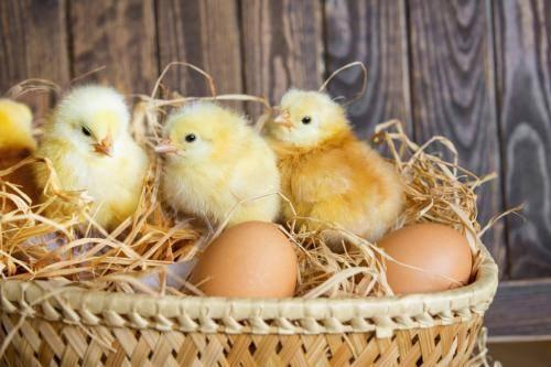 鸡受精是什么过程视频_鸡受精是体内受精吗_鸡是如何受精的