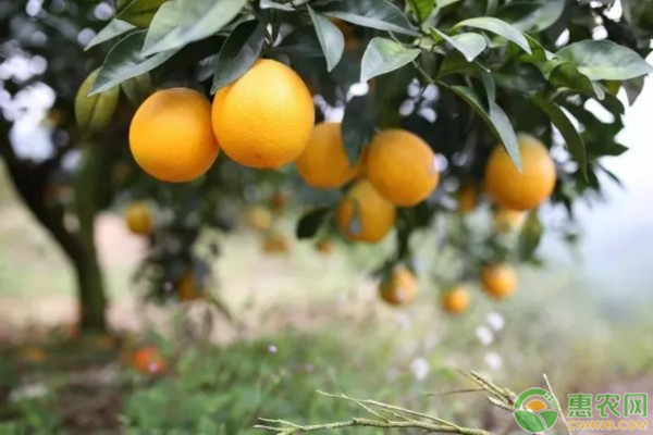 橙子种植与管理技术-图片版权归惠农网所有