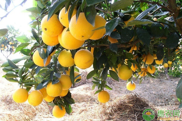 橙子种植与管理技术-图片版权归惠农网所有