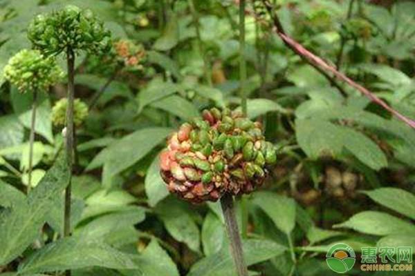 农村这种植物，人称“金不换”，是李时珍钦点的补血药材第一名！