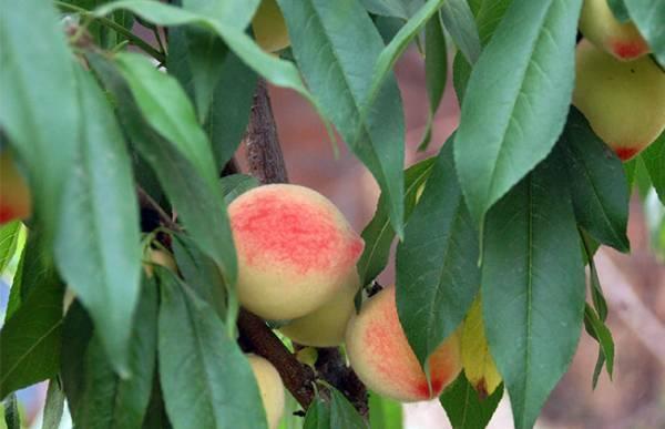 桃树栽培种植技术0.jpg