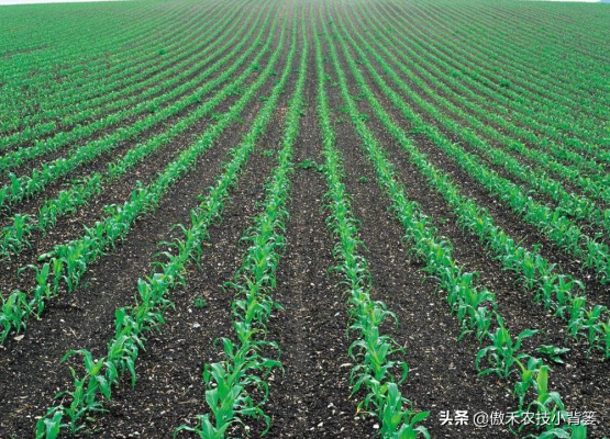 玉米田除草剂对下茬作物的影响_玉米田除草剂哪种最好_玉米田怎么除草