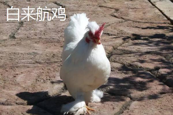 鸡的介绍_青铜鸡介绍_清远鸡介绍