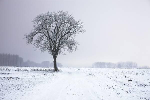 二十四节气中冬至的特点有哪些_冬至节气的特点_冬至节气气候特征