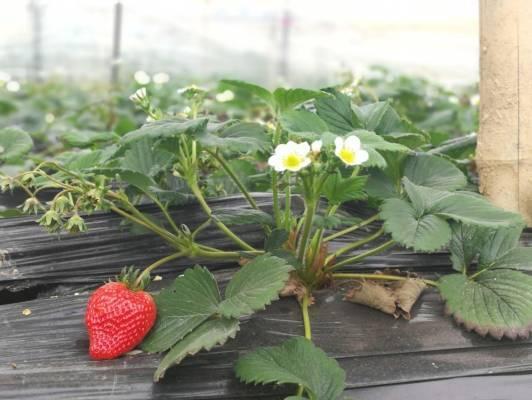 播种种子草莓时候怎么种_用种子种的草莓多久才开花_草莓种子什么时候播种