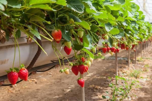 用种子种的草莓多久才开花_播种种子草莓时候怎么种_草莓种子什么时候播种