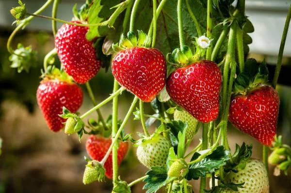 播种种子草莓时候怎么种_用种子种的草莓多久才开花_草莓种子什么时候播种