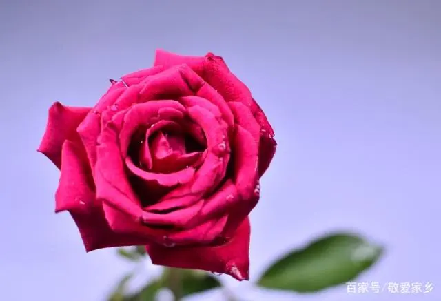 玫瑰花栽培技术视频教程_玫瑰花的栽培技巧_玫瑰花栽培技术视频