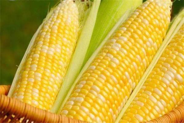 怎样挑选优质高产玉米