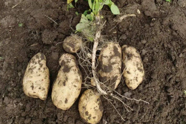 马玲薯什么时候种植宜_马玲薯的栽培技术_马铃薯的种植季节