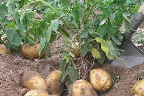 马铃薯的种植季节_马玲薯的栽培技术_马玲薯什么时候种植宜