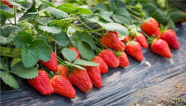 草莓几月成熟 草莓在几月份成熟上市