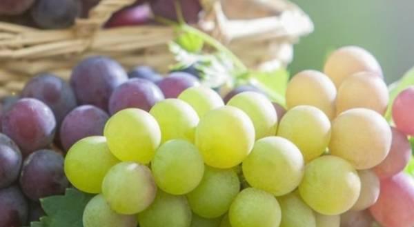怎么保存葡萄，葡萄储存保鲜方法