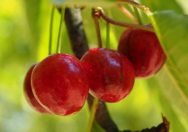 没有冰箱如何保存樱桃，樱桃应该怎么存放？