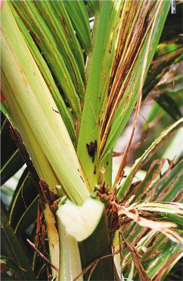 关于棕榈科植物的保护措施，黄毛棕榈怎么长得快？